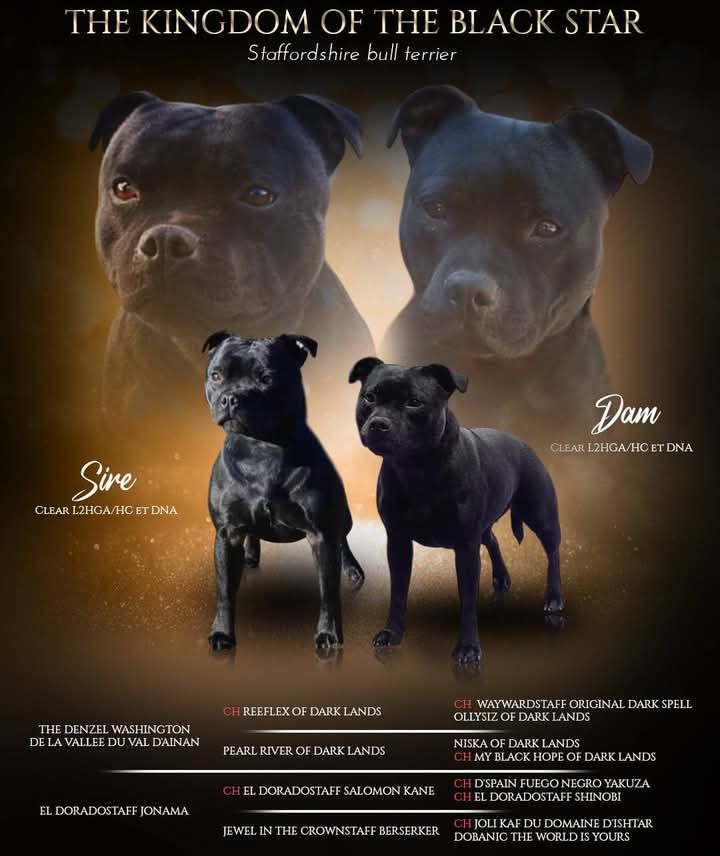 Chiot Staffordshire Bull Terrier The Kingdom Of The Black Star