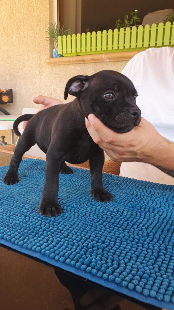 The Kingdom Of The Black Star - Chiots disponibles - Staffordshire Bull Terrier