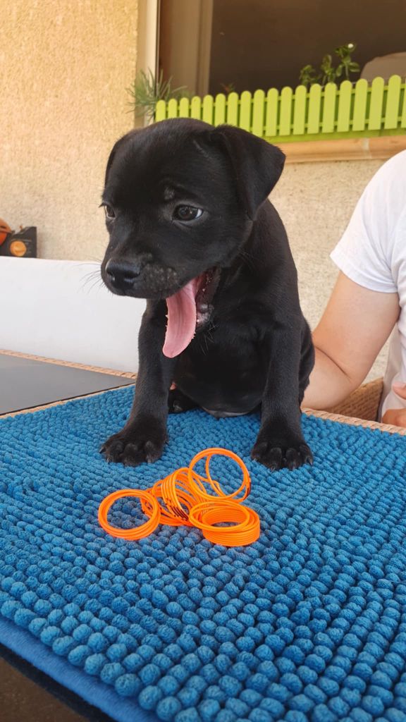 The Kingdom Of The Black Star - Chiots disponibles - Staffordshire Bull Terrier